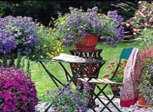 Ампельные растения для комнатной и балконной культуры