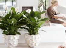 Спатифиллум – комнатный цветок месяца июнь 2015