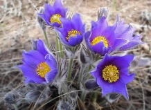 Цветы-убийцы