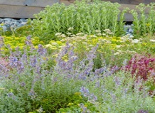 Почвопокровные, по которым можно ходить