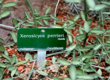 Суккуленты семейства Тыквенных: момордика, сейригия, ксеросициос