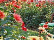 Зеленые синоптики из собственного сада