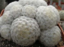 «Снежные королевы» рода Маммилярия. Часть 2