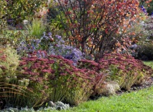 Осеннее величие высокорослых очитков