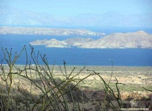 Род Фукьерия из семейства Фукьериевых