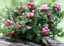 Пернеттия - нечастый гость наших садов