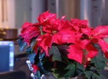 Советы по уходу за Рождественскими цветами