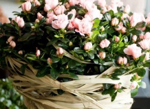 Азалия – украшение Рождественского праздника