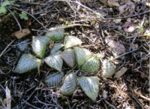 Новые имена видов из рода Хоуэртия. Часть II