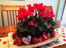 Альпийская фиалка – цветок любви, цветок искусства