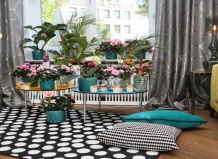 Почему не хотят цвести мои комнатные растения?