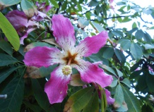 Роскошное цветение сейбы. Красота и польза