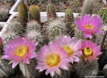 Красочная палитра рода Эхиноцереус. Часть 2