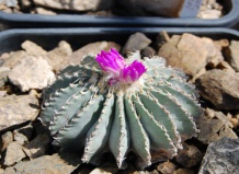 Раритеты кактусов пустыни Чиуауа. ЧАСТЬ II