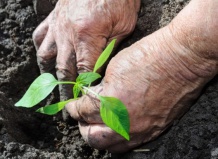 7 ужасных советов по садоводству, которые следует игнорировать!