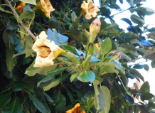 Гавайская лилия или Соландра