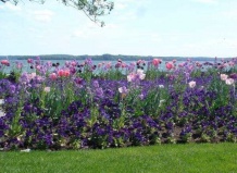 Каждый год – новый сад