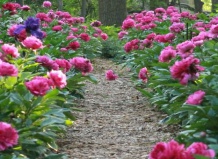 Садовая тайна пионов