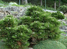 Сосны – разнообразие видов и сортов, особенности ухода