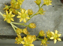 Род Эониум из семейства толстянковых