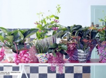 Тропические растения задают этому лету ритм латино