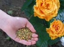 Советы по удобрению роз 