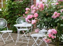 Плетистые розы: рамблеры и клаймберы