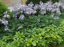 Топ-10 почвопокровных для тенистого участка