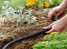 Садоводство с минимальным поливом или вовсе без него