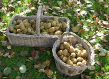 Выращиваем киви в собственном саду