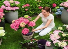 Посадка гортензии ранней осенью