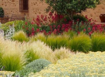 Правильная подкормка злаковых трав