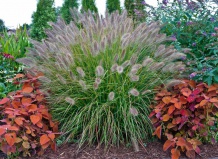 Декоративные травы: посадка и уход