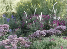 10 самых красивых многолетников, цветущих в октябре