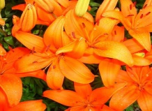 Осенняя посадка лилий