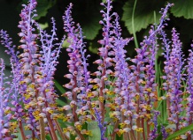 Редкий в культуре род суккулентов Лашеналия