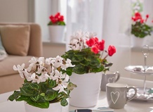 Цикламен в рождественском и новогоднем декоре 