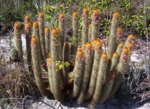 Кактусы микрантоцереусы