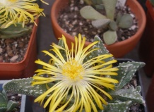 Не страшные «пасти» Фаукарий