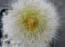 Красавцы-экстремалы из рода Хагеоцереус