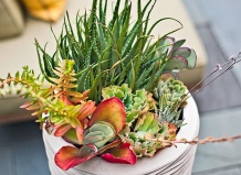 Свежие идеи композиций из суккулентов 