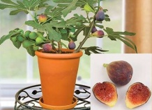 10 растений, которые удивительно хорошо растут в контейнерах