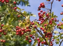 Сад, привлекательный для птиц и полезных насекомых