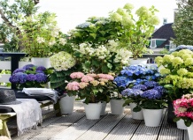 Лучшие спутники для гортензий 