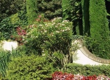 Интересные кустарники с привкусом Средиземноморья 