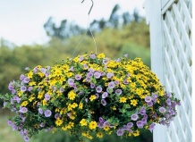 Лиловый и желтый на клумбе