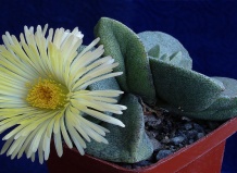 Долгожитель Капской провинции – род Плейоспилос