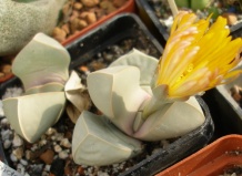 Монотипные суккуленты родом из ЮАР