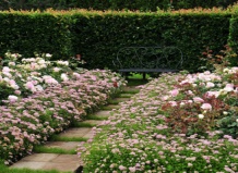 Есть ли альтернатива самшиту?