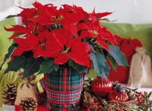 Растения в горшках вместо новогодней елки